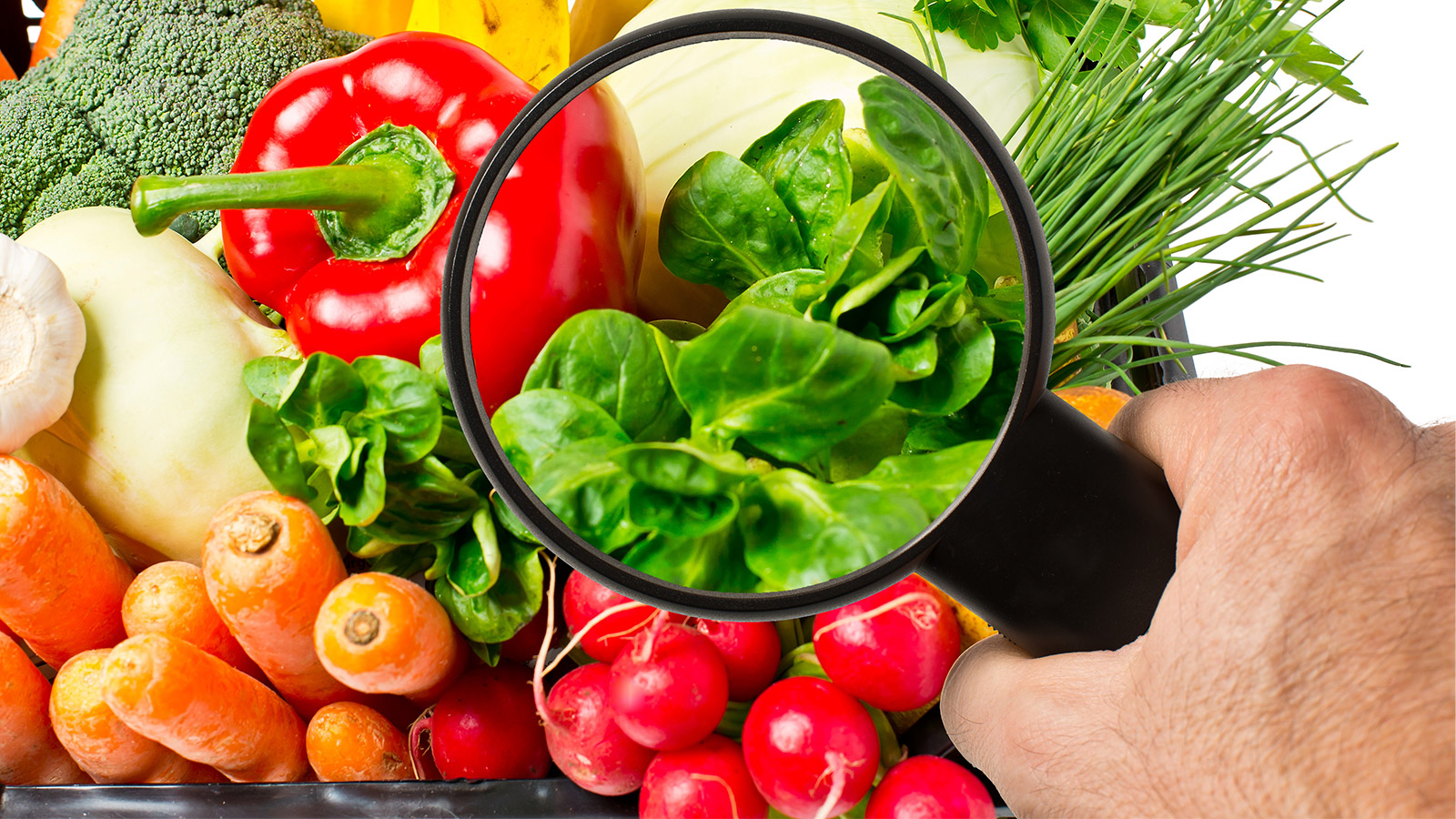 SEGURIDAD ALIMENTARIA 1